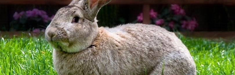 Разведение кроликов породы фландр и их основные характеристики