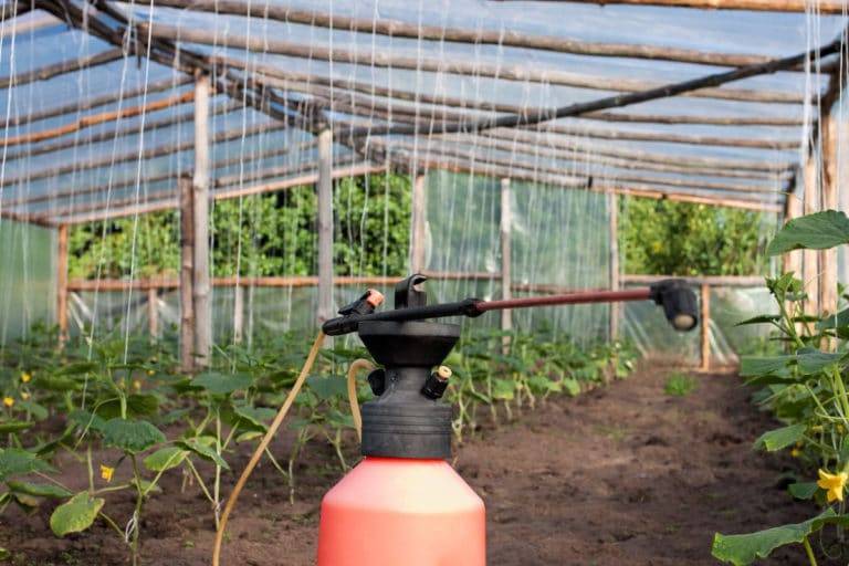 Подкормка помидоров и огурцов сывороткой: польза кисломолочного продукта для получения обильного урожая