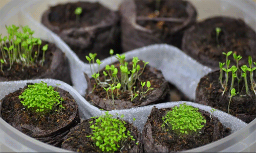 Как вырастить рассаду петунии дома – пошаговый мастер-класс с фото