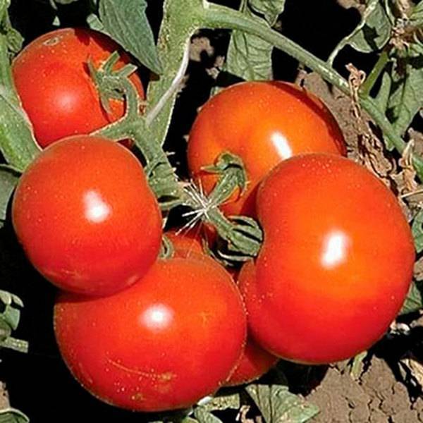 Анюта f1 — надёжный поставщик ранних томатов к вашему столу
