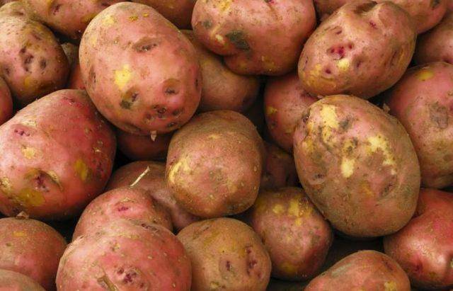 Описание сорта картофеля Ред Скарлет, его характеристика и урожайность