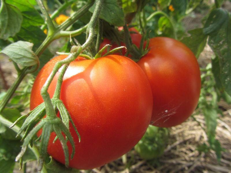 Красный чемпион – призер раннеспелого урожая. полное описание и советы по выращиванию томата