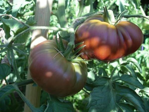 Подкормка томатов дрожжами: можно ли и как сделать, правила полива