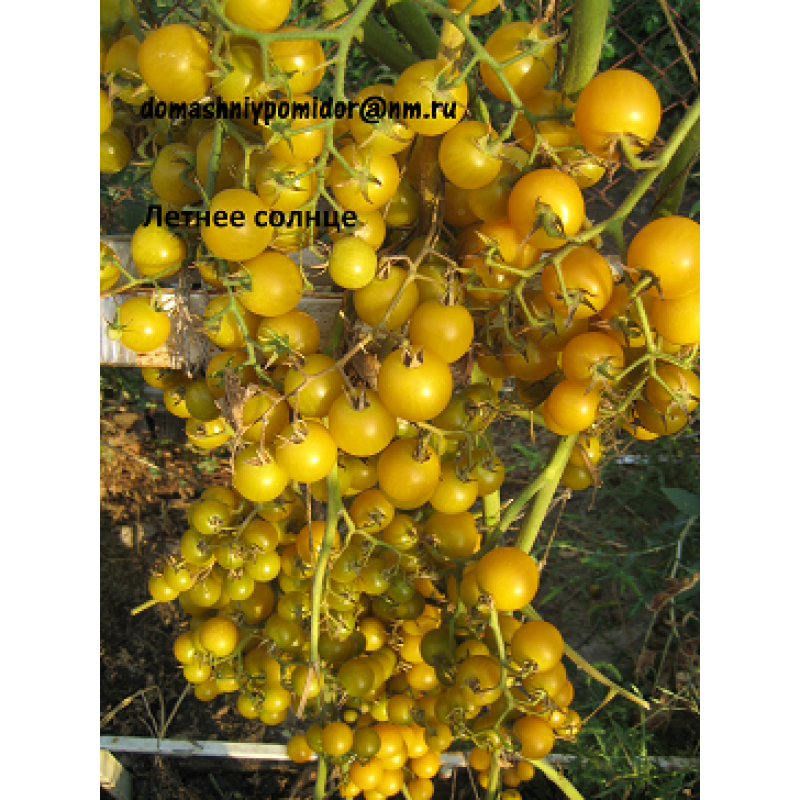Томат сан-марцано: описание сорта, его выращивание и урожайность с фото