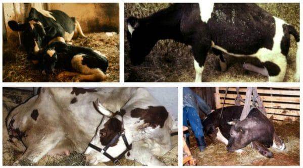 Что делать, если корова съела послед: основные симптомы, правила лечения и профилактики