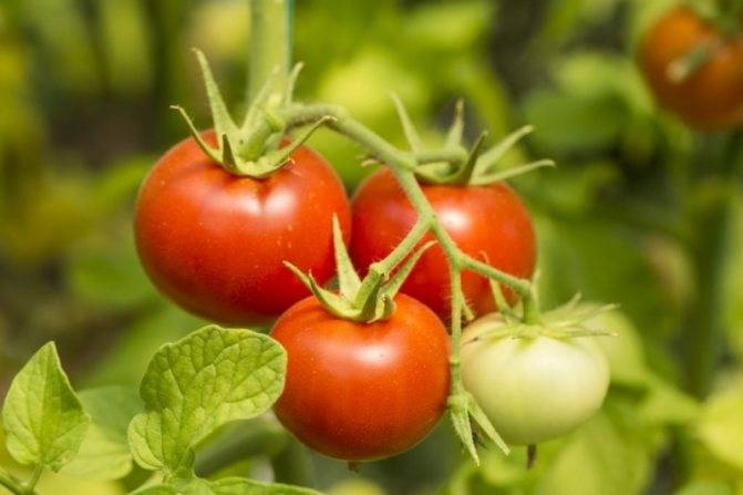 Характеристика и описание сорта томата семейный, его урожайность