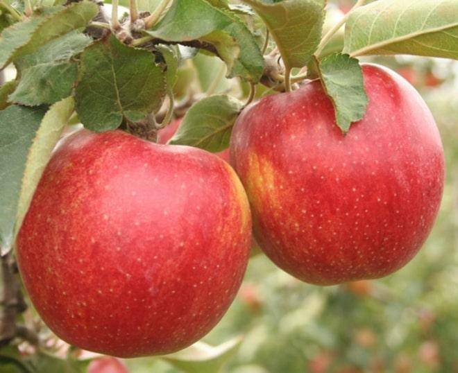 Описание сорта яблони целеста и утойчивость к заболеваниям, зимостойкость