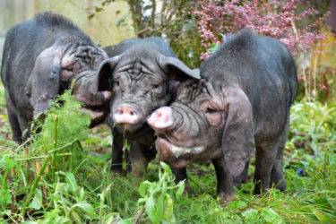 Характеристика и описание породы свиней мангалица венгерская, содержание и разведение