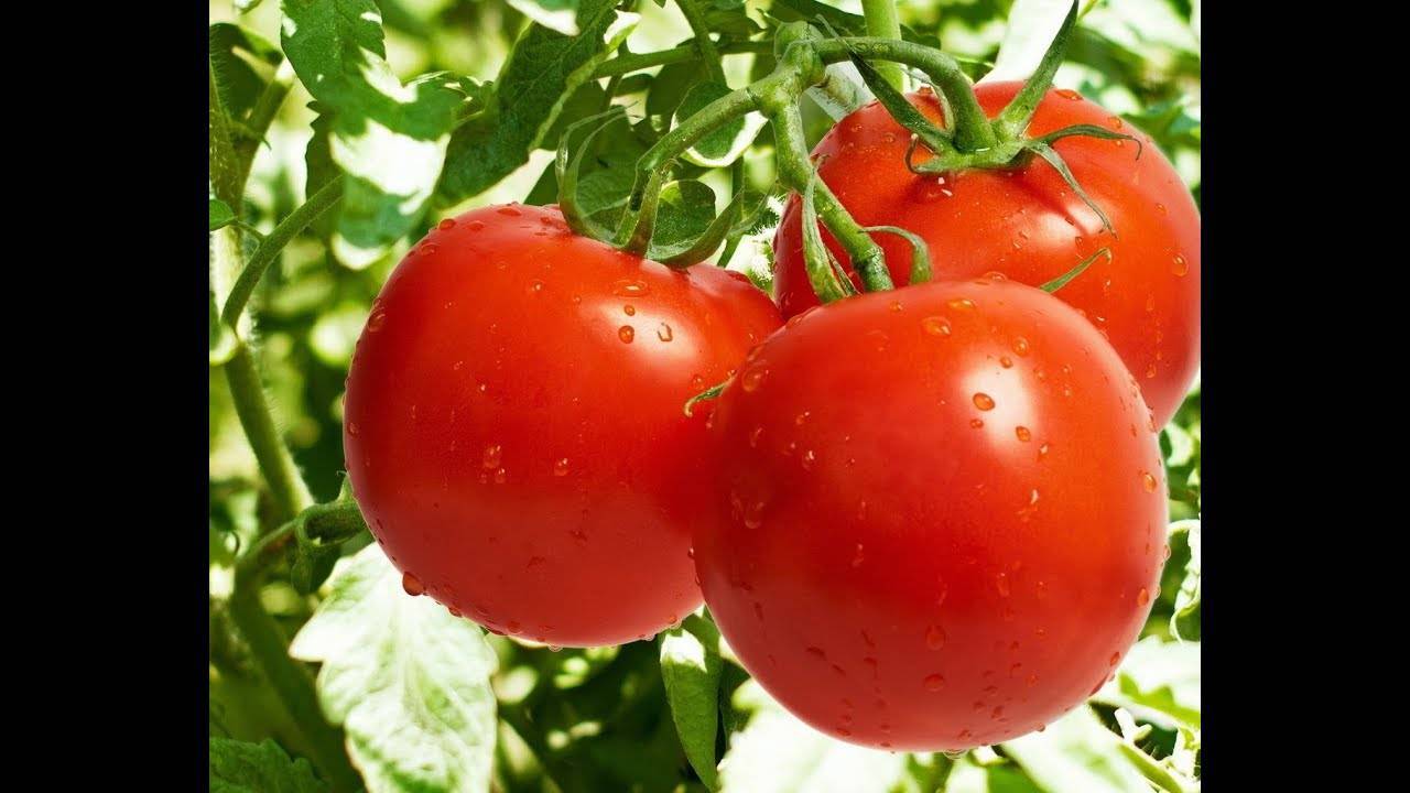 Характеристика и описание сорта томата чудо уолфорда, его урожайность