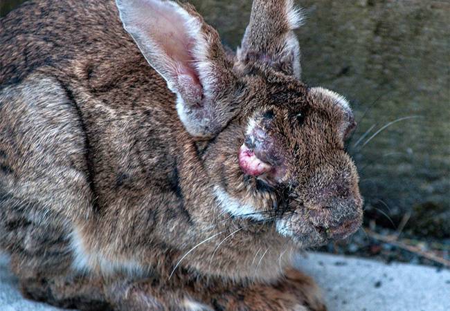 Миксоматоз у кроликов: симптомы и методы лечения в домашних условиях