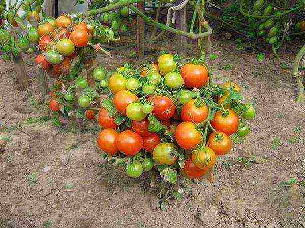 Штамбовые томаты для открытого грунта: проверенные сорта для хорошего урожая