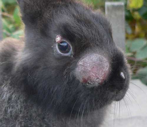 Болезни ушей у кроликов лечение дома