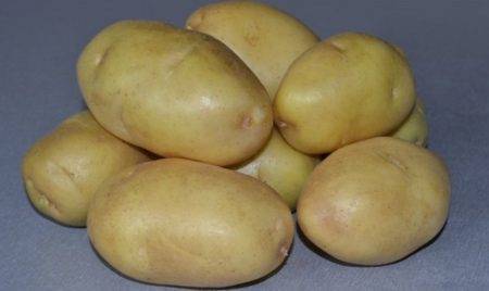 Картофель импала: описание сорта, характеристики, фото