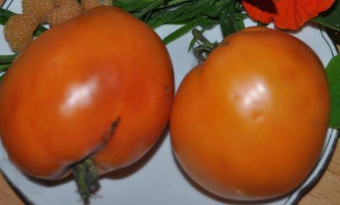 Характеристика и описание томата «засолочный деликатес»