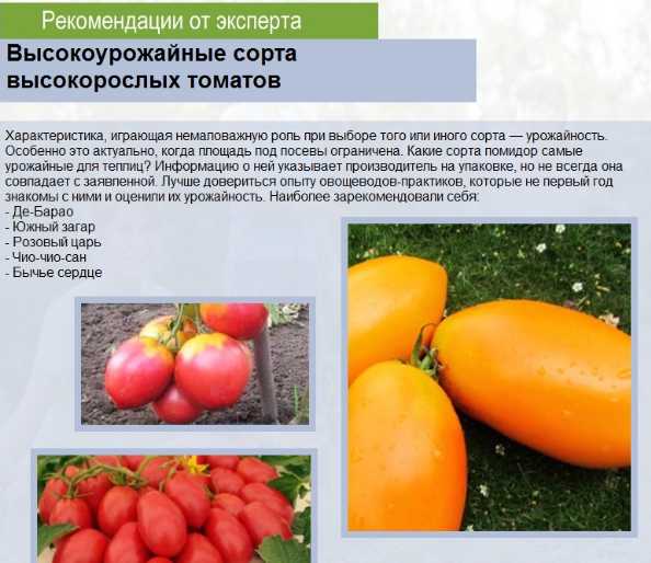 Штамбовые томаты: главные вопросы выращивания и ухода