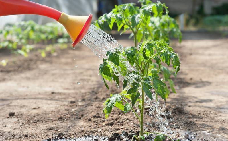 Можно ли поливать рассаду помидоров марганцовкой