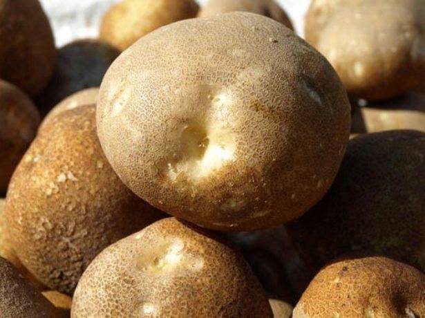 Сорт картофеля киви: описание и характеристика, отзывы