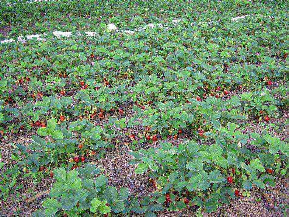 Агротехника выращивания клубники в открытом грунте: пошаговая инструкция, посадка и уход, выращивание и уход, нормы урожайности
