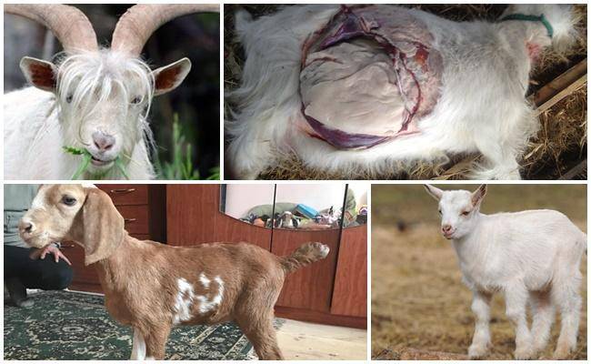 Болезни у коз: причины, симптомы, лечение, профилактика