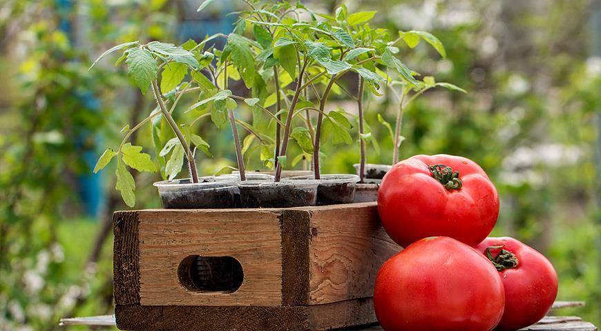 Посадка томатов в открытый грунт рассадой