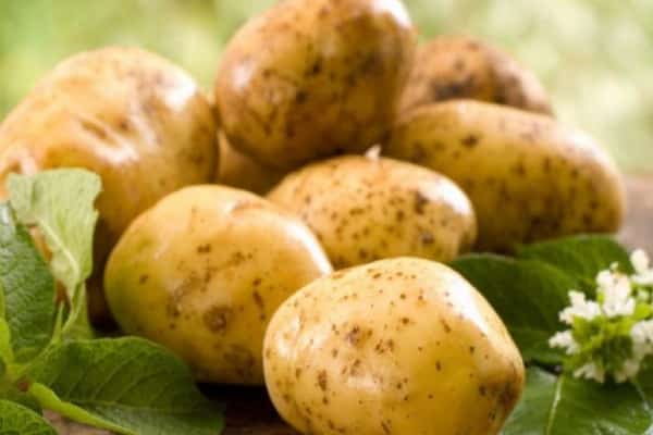 Сорт картофеля «чародей»: характеристика, описание, урожайность, отзывы и фото
