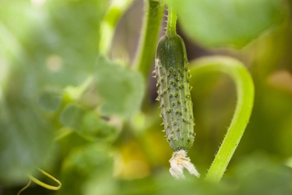Огурец марьина роща: описание сорта, выращивание и урожайность с фото