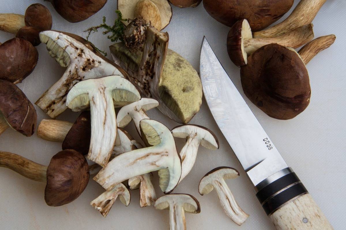 Как правильно заморозить белые грибы на зиму, лучшие рецепты приготовления