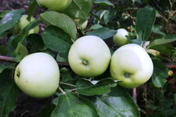 Описание сорта яблок белый налив