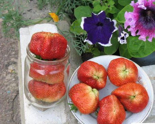 Выращивание клубники «чамора туруси»: посадка и уход за ягодой