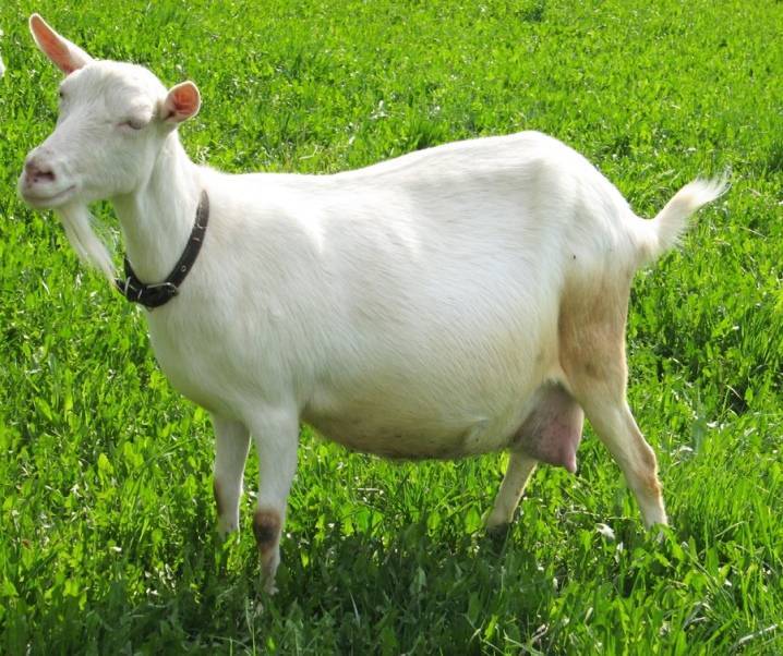 Запуск козы перед окотом: что это и как правильно запускать козу