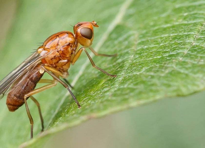 Методы борьбы с морковной мухой на огородных грядках: эффективные народные способы