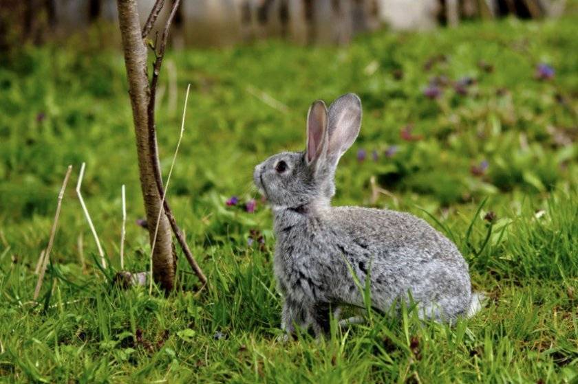 Чем и как кормить кроликов: советы животноводов