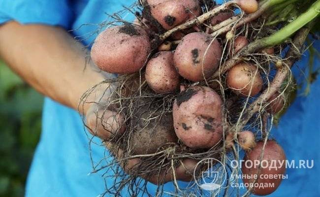 Сорт картофеля красавчик: описание и характеристика, отзывы