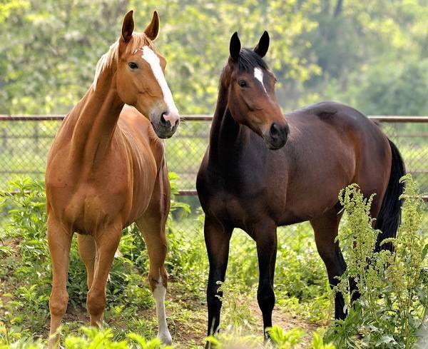 Особенности и правила подбора кличек для лошадей