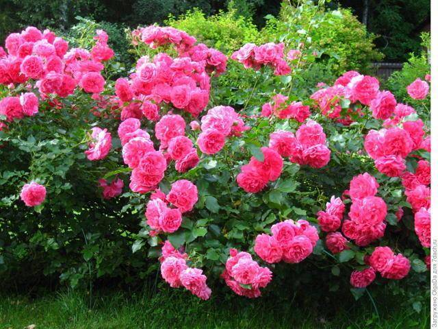Роза «розариум ютерсен»: особенности, посадка и уход