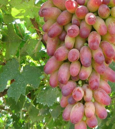 «маникюр фингер» — редкий и дорогой сорт винограда