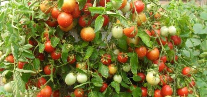 27 сортов низкорослых помидоров не требующих пасынкования