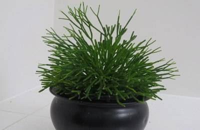 Вечнозелёный молочай тирукалли — описание цветка с фото, уход в домашних условиях