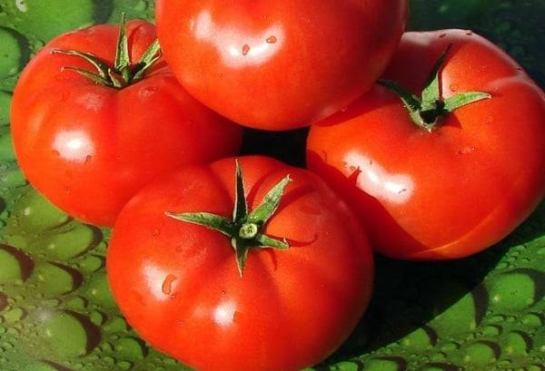 Описание сорта томата Таунсвиль, особенности выращивания и ухода