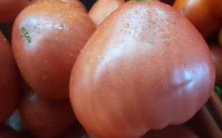 Тяжеловес сибири – очень вкусные и крупные томаты для северных регионов