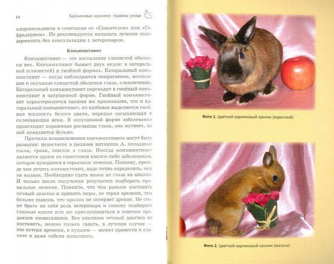Содержание и уход за карликовыми кроликами в домашних условиях