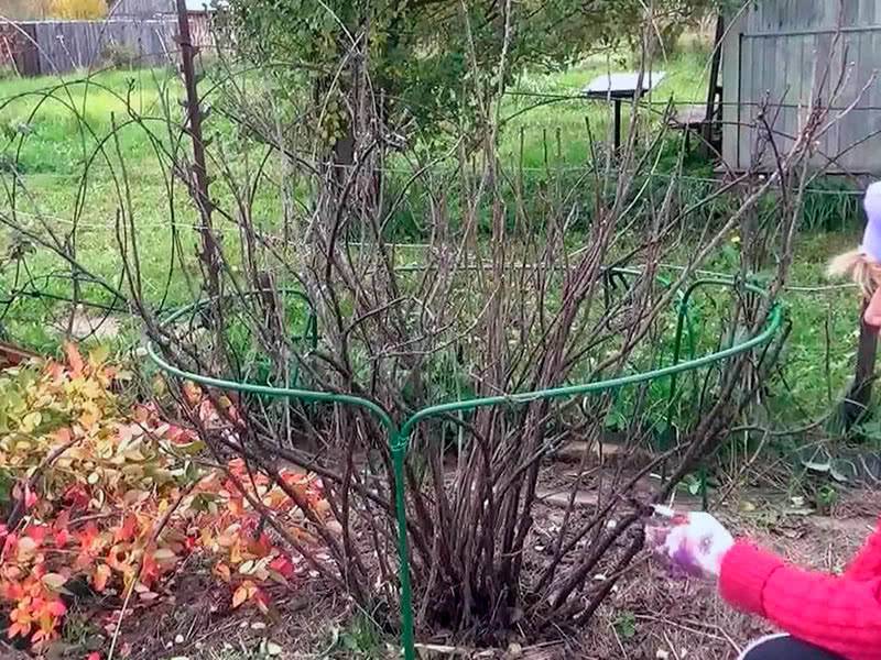 Посадка красной смородины осенью – самые простые способы и инструкции к ним