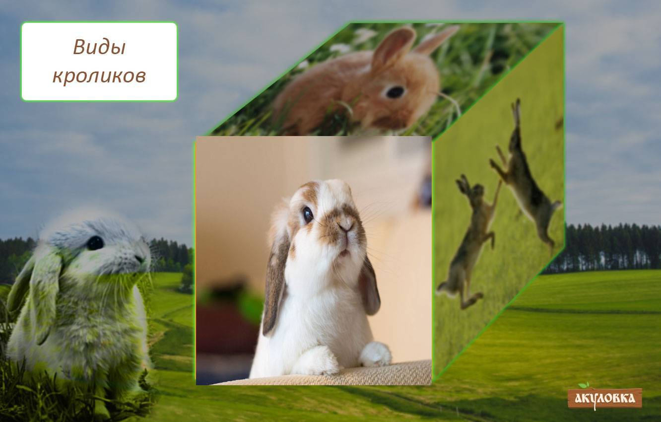 Разведение и содержание кроликов породы фландр