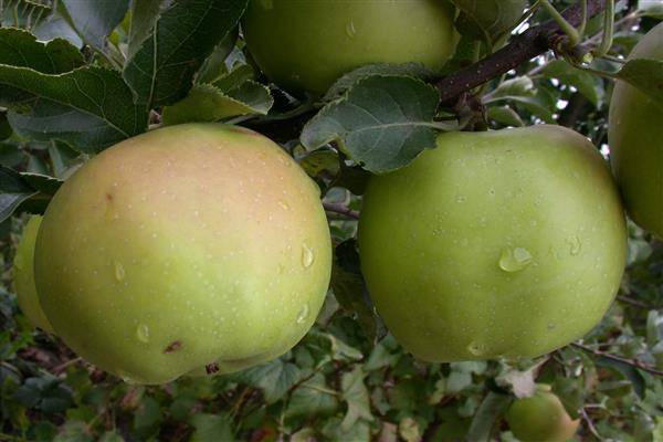 Яблоня - солнышко: описание сорта, достоинства и недостатки