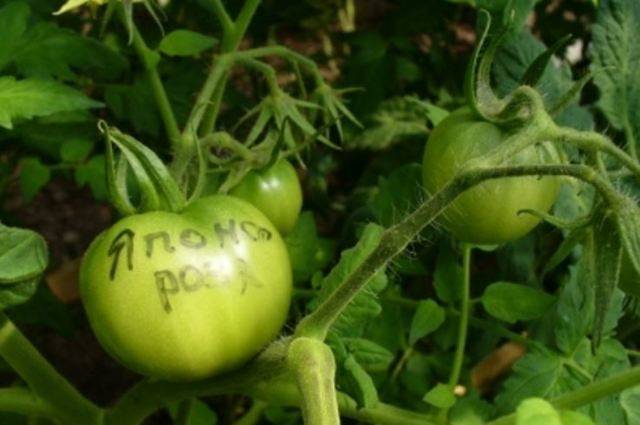 Описание сорта томата Торпедо, урожайность и выращивание