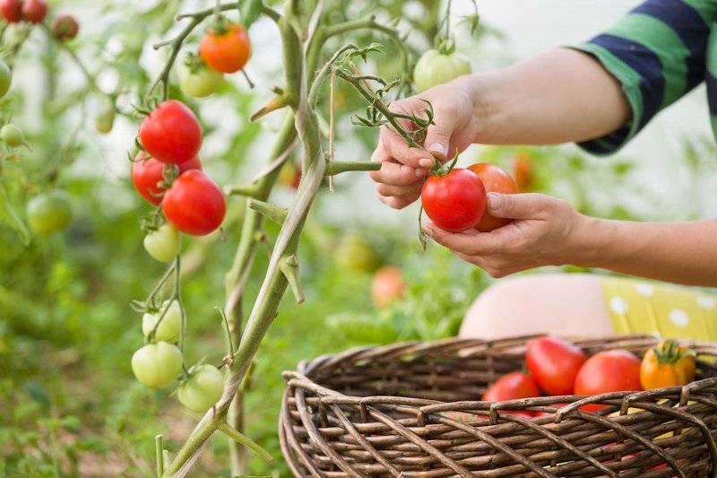 Описание экзотических томатов сорта дрова и правила выращивания