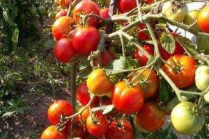 Описание сорта винограда альфа, характеристики урожайности и особенности выращивания