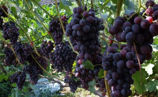 Десертные и винные сорта винограда: лучшие из лучших
