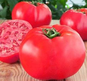 Выращивание томата малиновый гигант