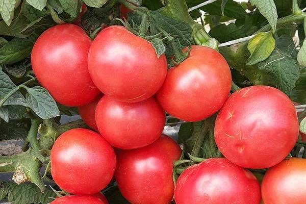 Сорт томата «фунтик f1»: описание, характеристика, посев на рассаду, подкормка, урожайность, фото, видео и самые распространенные болезни томатов